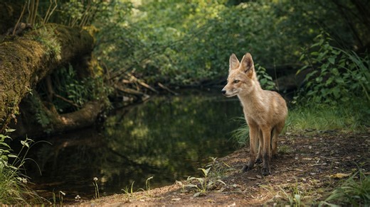 This fox walked into frame near a hidden woodland creek