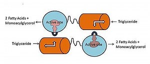 Lipoprotein lipase - Alchetron, The Free Social Encyclopedia