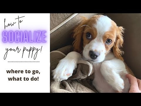 HOW I SOCIALIZED MY CAVAPOO PUPPY! | 4 Months old: where we went, who he met!