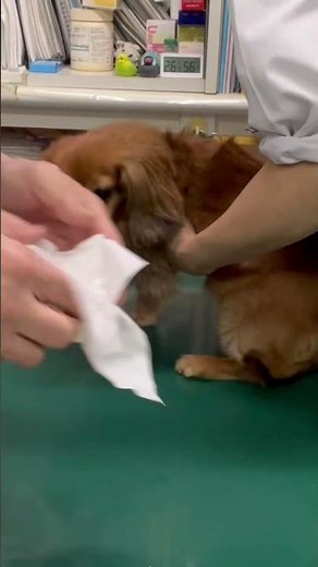 3. Expressing the anal glands of Sera, our miniature dachshund