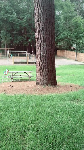 3.3K views · 64 reactions | Fun fact about pine trees: did you know pine trees can grow up to 265 ft #pinetree #funfact #huggingtrees #treehugger | Baxter Gray Remington | Facebook