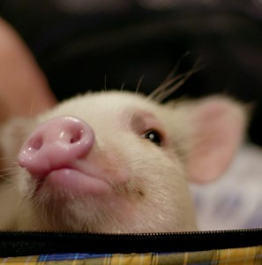 If you think your job is hard, try organising an animal procession down the aisle of a cathedral 😬 | BBC