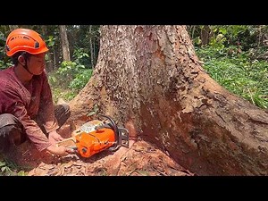One of the Largest Red Mahogany Trees in the Garden‼️