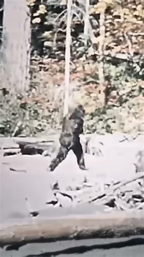 Bigfoot Aufnahme aus 1967?!