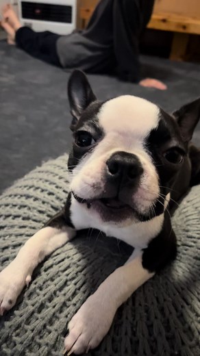 くちゃくちゃ梅子 お芋大好き！ #ボストンテリア #ボストンテリアのいる生活 | boston terrier