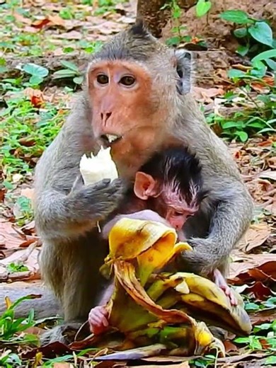 Beautiful Mom & baby Beautiful Animals Relaxing & Stress Relief