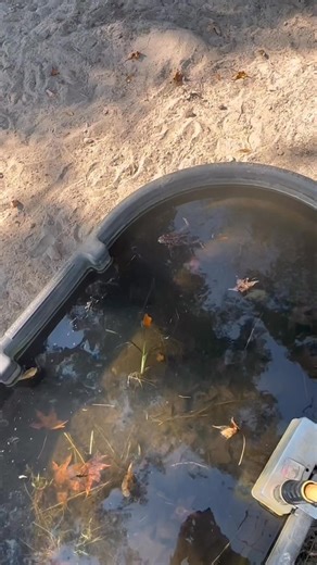 4.1K views · 23 reactions | How to know when it’s time to clean the cow trough? There will be signs and indicators  #farmlife #ag #cattle #countrylife #homestead #fblifestyle | Patrick McKinney | Facebook