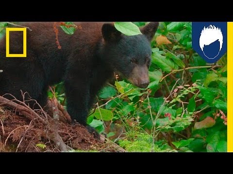 Black Bears Are Better Tree Climbers Than You—Here’s Why | National Geographic