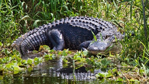 LDWF to hold seminar on hunting reptiles, amphibians