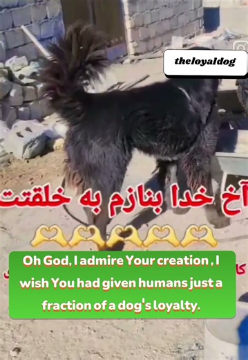 Dog’s LoyaltyTrue DevotionLoyalty Lives in DogsFaithful HeartDogs vs Humans: سگ با وفا