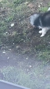 Houdini found a new friend! | Aggie Agajanian-Ramos