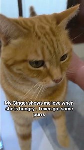 Ginger wants breakfast #catsofyoutube#gingercatsruletheworld#gingercats#cats#catshorts#indoorcatlife