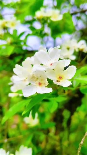 蔷薇是蔷薇科蔷薇属（Rosa）植物的通称，包含数百个原生种和数以万计的栽培品种。它是一个庞大的植物类群，我们常见的月季、玫瑰以及野蔷薇等都属于蔷薇属。#植物科普 #白刺玫 #蔷薇 #白花满树