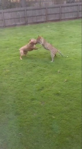 Leopard Jumps Into Yard — Pit Bull Launches Full Counterattack! #dog #pitbull #leopard #wildanimals