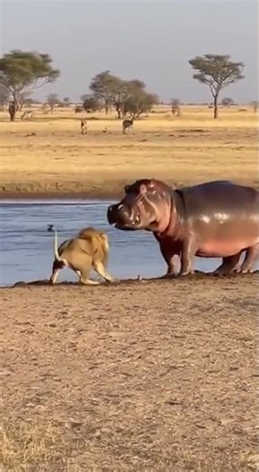 Lion Attacks Hippo at the Waterhole — A Fight You Rarely See #wildlife #animalbattle