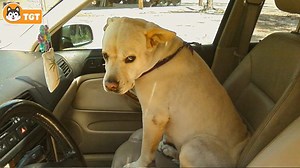 When Dogs Realizing They're Going to the Vet - 1Funny.com