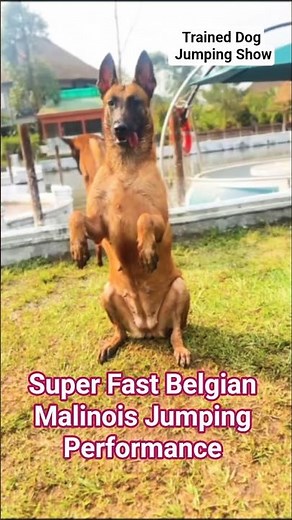 #BelgianMalinois #DogJumping