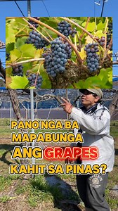 Papano nga ba magpabunga ng grapes sa pinas? #grapes #fruits #pinas #japan #farmertech #how #everyonefollowers #japanpamore #ContentMonetization #contentcreator #yakapan #payakap #OFWJAPAN #kaalaman #fyi #fyp #farmer #grapesfarming #highlights #everyone #followers @highlight | Piolong Pagod トニー