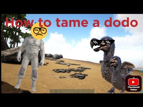 How to tame a dodo in ark survival evolved
