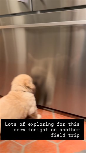 #sisterlyloveretrievers #goldenretrieverpuppies #puppyfieldtrip | Sisterly Love Retrievers