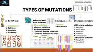 Mutations And Types Of Mutations – Lifeboat News: The Blog