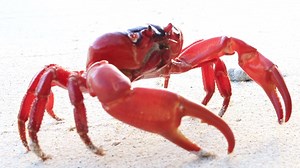 JUST 1 SPOT LEFT for our Christmas Island photo tour 30th May - 6th Jun 2017! Experience 'The Galapagos of the Indian Ocean' with our small group - a stunning tropical paradise full of unusual birds, crabs, waterfalls, turtle-nesting beaches and some of the world's best snorkelling (with wild dolphins!) over crystal-clear, warm, tropical reefs. Includes boat trips, snorkelling, blowholes, cave swims, presentations by park rangers, all meals, a hotel room with precious air-conditioning and a view