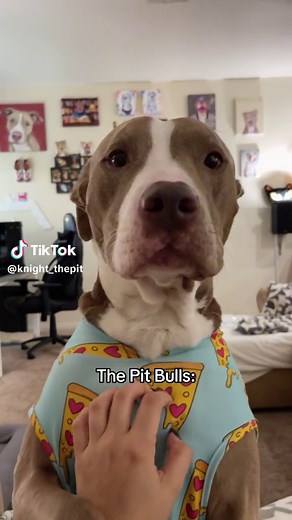 Cute Baby Pitbulls: Adorable Moments with Big Dogs TikTok