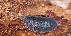 What Do Isopods Eat?