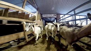 8.3K views · 115 reactions | A New Beginning: Fifth Generation Vermont Dairy Farm Turns To Goats. Thank you Joneslan Farm, Vermont Creamery, and the Vermont Working Lands Enterprise Initiative for all your hard work. #ThinkVT #VtDairy | Vermont Agency of Agriculture | Facebook