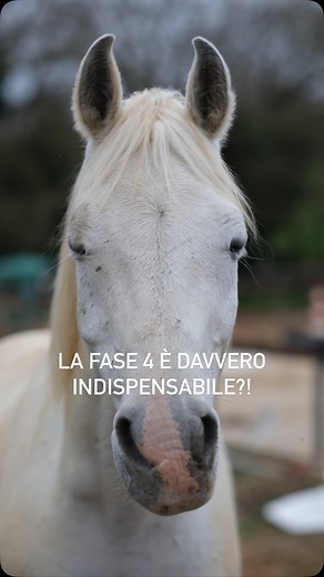 Un piccolo stich per mostrarvi come lavoro sui passi indietro con Nairom♥️ Piccolo disclaimer, non servono il cappello e i chaps per lavorare un cavallo basta un pigiama😌🤫🤣 #equestrianlifestyle #horsesofinstagram #horsegram #equestriancommunity #cavalliitalia #donkey #horse | Il Bosco di Alice