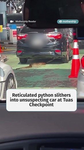 The python hitched a ride to Malaysia #sgnews #tiktoksg #snake #singaporeincidents