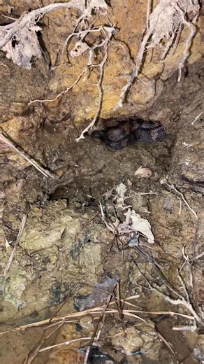 4.1K views · 39 reactions | Check out this beautiful juvenile...