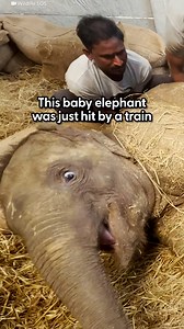 Wait to see how proud of herself she is when she finally stands up on her own ❤️ Learn more about donating to Wildlife SOS here: https://thedo.do/wildlifesos | The Dodo