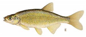 Golden shiner - Alchetron, The Free Social Encyclopedia