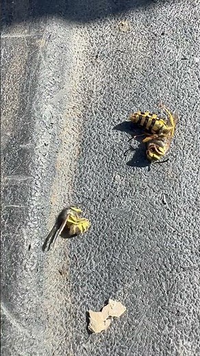 Queen Yellow Jacket Size Compared To A Worker Drone