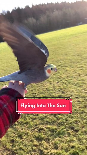 Exploring Free Flight Cockatiels in Scotland
