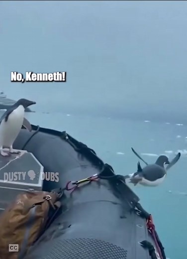 Funny Animal Memes Compilation with Orca and Seal
