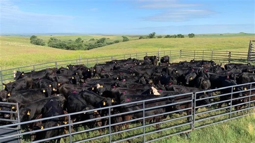 Earlier Calves, Bigger Paychecks: Utilizing Estrus Synchronization to Increase Ranch Profit