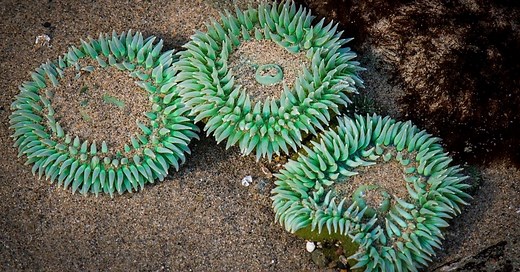How Do Sea Anemones Reproduce in a Reef Tank? - Reef Keeping World