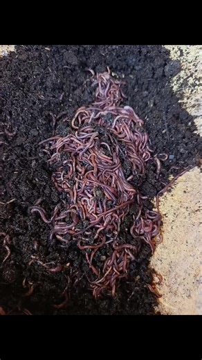 The easiest way to manage any biodegradable agricultural waste is through #vermicomposting come lets learn together. #thewormsfarmer