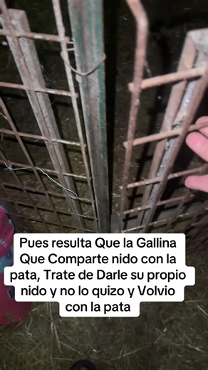 Gallina vuelve con su pata tras rechazar nuevo nido