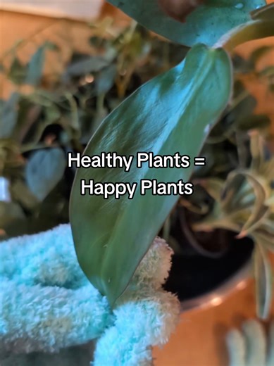 Easy Houseplant Care: Keep Leaves Dust-Free