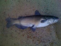 Information About White Catfish