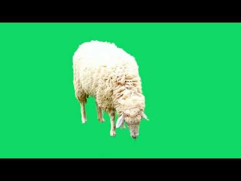 Green Screen Sheep With Real Movement | Graphics For Projects Videos (Free To Use)
