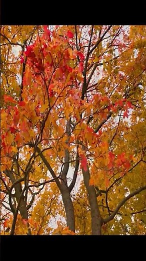 Eva Cassidy....."Autumn Leaves"