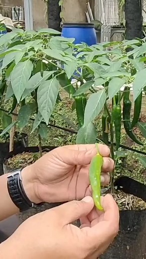 70K views · 1.4K reactions | siklus hidup lalat buah | The plantskeeper | Facebook