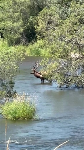 Elk are eating plants in the river of the national park.🏞🌊 | Jake Slater