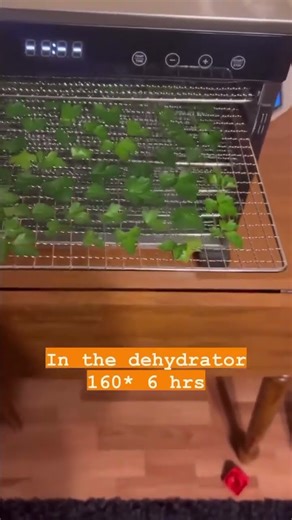 Drying Parsley