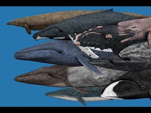 13 Largest Whales that ever lived