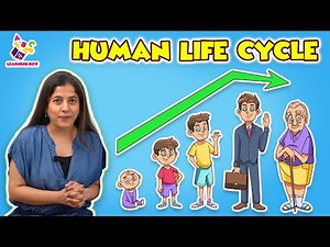 Human Life Cycle | Baby To Adult | Stages Of Life | Nursery Rhymes | Preschool | Learning Box